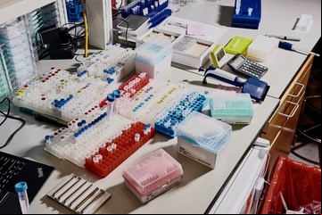 Los muchos usos de CRISPR, la edición genética que avanza sobre todo