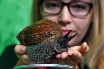 Ponen en cuarentena a 400.000 personas por la aparición de un caracol gigante