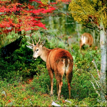 Una especie emblemática: después de 30 años, un parque nacional recibe a un visitante inesperado y en peligro de extinción