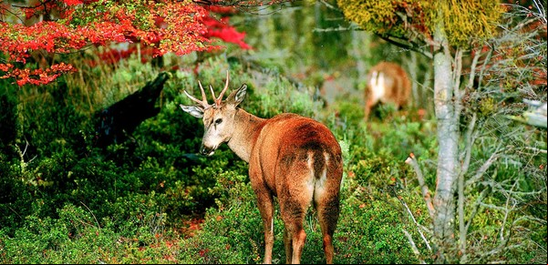 Una especie emblemática: después de 30 años, un parque nacional recibe a un visitante inesperado y en peligro de extinción