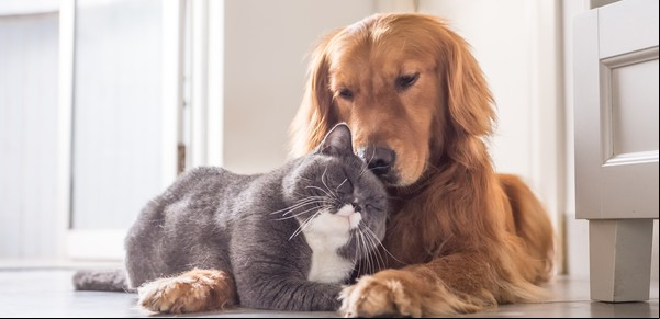 Feng Shui: las mascotas son alegría en movimiento en tu hogar