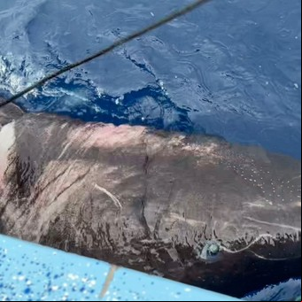 Un tiburón que tiene 400 años, es ciego y vive en el Polo, apareció en el Caribe