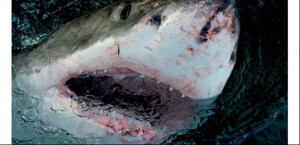 Tragedia en el mar: un surfista de 37 años murió tras el ataque de un tiburón