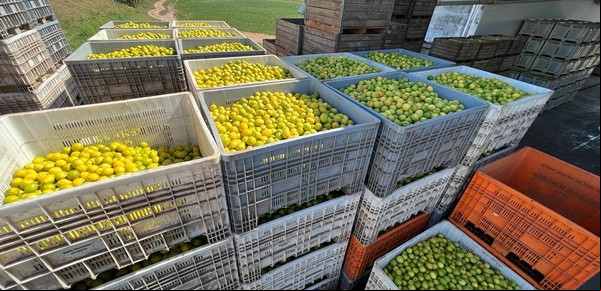 El impacto Trump en la Argentina: los 10 alimentos que el país vende a Estados Unidos y se verán afectados