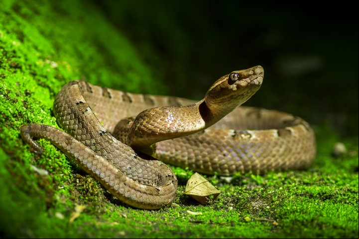 En general, soñar con víboras tiene un significado negativo. Foto: Shutterstock