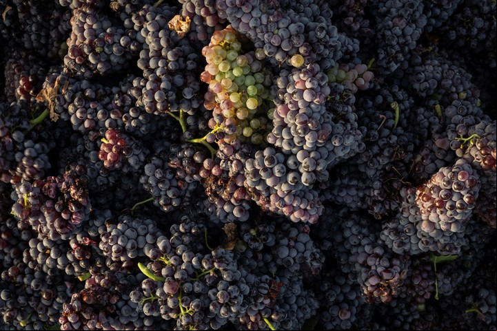 Uvas de garnacha recién recolectadas al amanecer en Yeruham Vineyard. (Amit Elkayam/The New York Times).