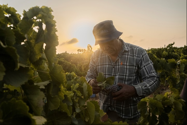 Un trabajador de Yeruham Vineyard, en el desierto de Negev, cosecha uvas de garnacha al amanecer. Los pesados racimos maduran rápidamente bajo el duro sol del desierto. (Amit Elkayam/The New York Times)