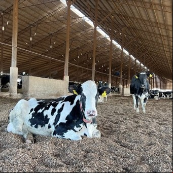 En el día mundial de la leche, consejos para productores y consumidores