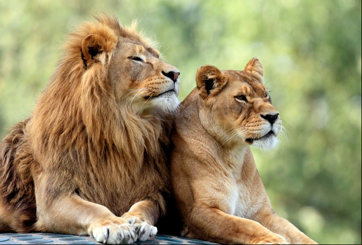 El león africano tiene un papel fundamental en el equilibrio de la biodiversidad manteniendo las poblaciones sanas de hervíboros (Shutterstock).
