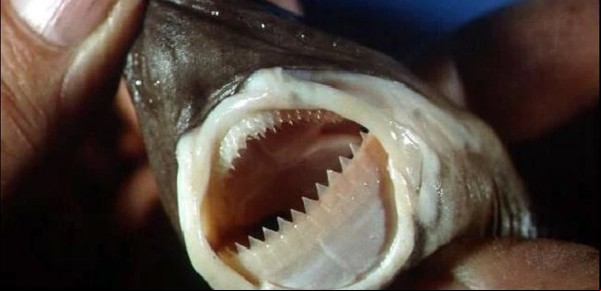 En el triángulo de las Bermudas existe un raro tiburón que devora todo, incluso barcos