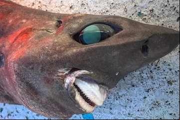 La escalofriante sonrisa de un un extraño tiburón capturado en aguas profundas