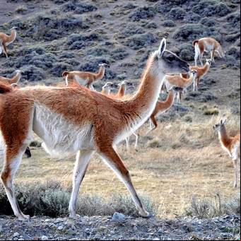 El Gobierno habilitó a las provincias desarrollar un plan de manejo para el "uso sostenible" del guanaco