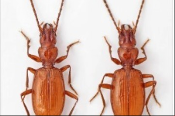 Novak Djokovic también es insecto: le ponen su nombre a una nueva especie descubierta en Serbia