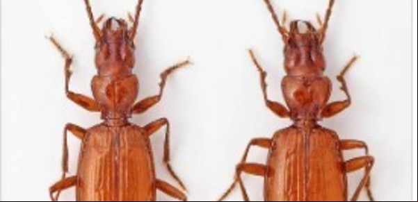 Novak Djokovic también es insecto: le ponen su nombre a una nueva especie descubierta en Serbia