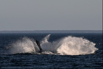 Chocaron contra una ballena y quedaron a la deriva en el Pacífico: "Dile a mamá que todo va a estar bien"