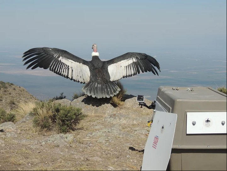 El Cóndor Andino es una de las aves voladoras más grandes del mundo.