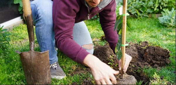 En un municipio del GBA entregan árboles frutales para las casas: cuál es el más pedido y por qué