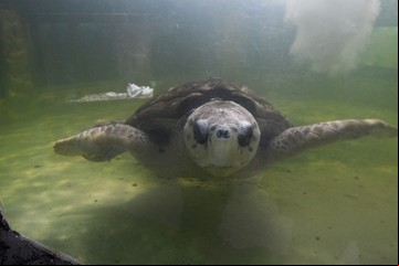 La historia del tortugo Jorge: pasó casi 40 años en cautiverio y ahora buscan que vuelva al mar