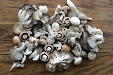 Hongos gourmet: el boom que revoluciona la cocina argentina