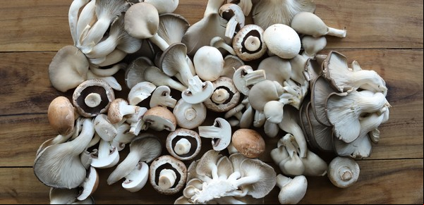 Hongos gourmet: el boom que revoluciona la cocina argentina