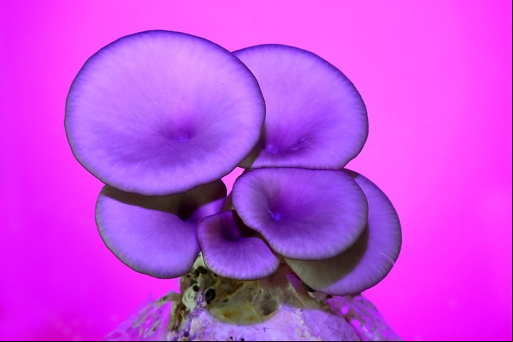 Hongo con nombre raro: Pleurotus ostreatus. Foto: Nicolás “Niki” Drucaroff