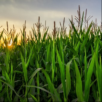 Los pilares de una de las  principales empresas del agro para trabajar de forma  sustentable y sostenible