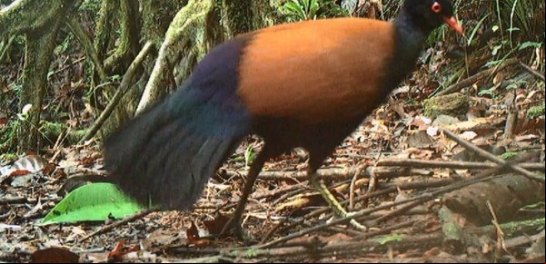 Científicos hallan en Papúa Nueva Guinea un ave que no había sido vista en 140 años