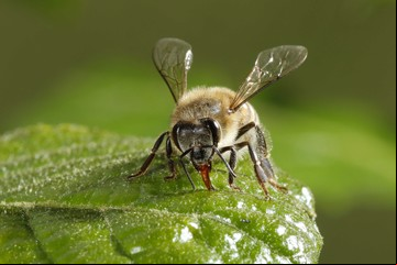 Más biodiversidad es más productividad