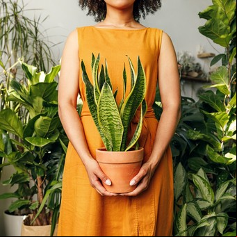 Plantas que purifican tu hogar: cuáles usar para inyectar buena energía en el ambiente