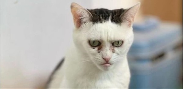 Un director comparó la cara de un gato con la de Phil Foden, el inglés que rompió un récord de Messi