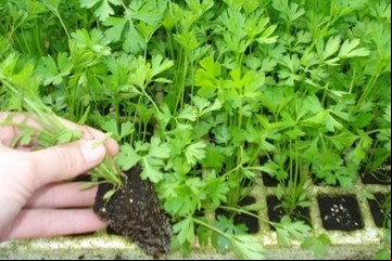 La planta que ayuda a eliminar los cálculos renales, reducir el colesterol y la presión arterial