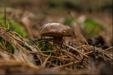 ¿Cómo reconocer los hongos venenosos de los hongos comestibles para evitar intoxicaciones? 