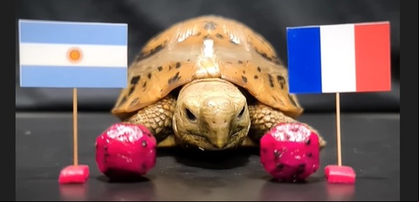 Final Mundial Qatar 2022: la predicción de la tortuga Rocky sobre Argentina y Francia