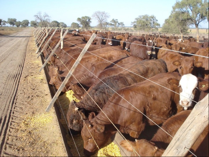 En la Argentina el modelo dominante es mixto: pastura con terminación en feedlot.