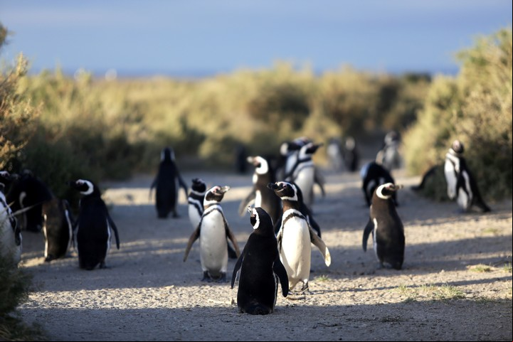 Gran colonia de pingüinos de Magallanes en Punta Tombo. Foto Turismo de Puerto Madryn