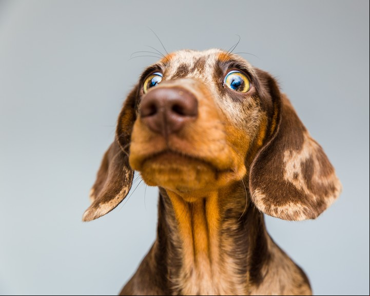 Perros y gatos viven rodeados de dos colores: amarillos-verdes y azules. Foto ilustración Shutterstock