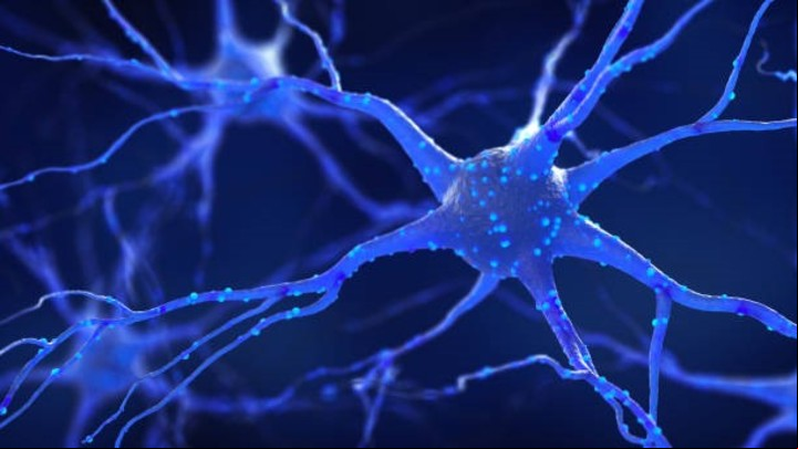 Un adecuado nivel de B12 favorece la vitalidad y el funcionamiento de las neuronas. Foto: Getty Images