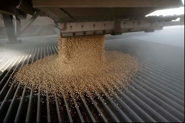 Crushing de soja 2024/25: récord de producción y un giro estratégico en el mercado global