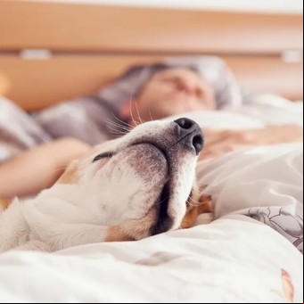 Por qué no hay que dormir con una mascota, según la ciencia