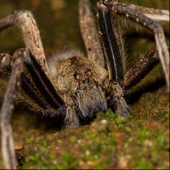 Hay una planta clave que ayuda a ahuyentar a esta peligrosa araña: dónde ponerla para mejorar los resultados