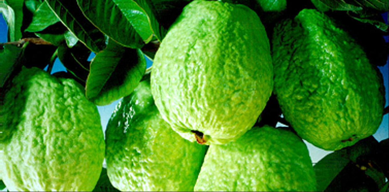 Las hojas de guayaba se usan para preparar tés medicinales.