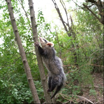 Liberaron ocho zarigüeyas en una reserva natural del GBA para protegerlas de otros animales