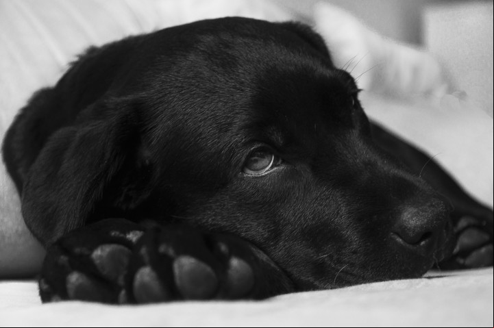 Un científico británico preparó un nuevo cálculo para saber la edad de los perros.