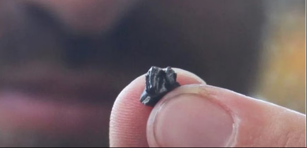 Hallan en El Calafate, al Sur de Argentina, al ornitorrinco más antiguo del mundo