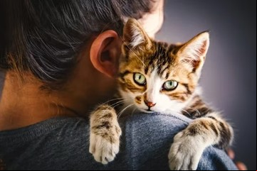¿Por qué los gatos prefieren a las mujeres, según la ciencia?