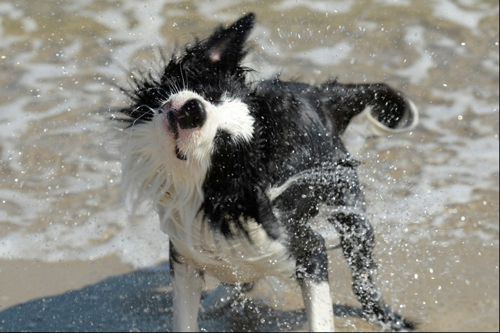 Lo mejor es bañarlo con agua, pero cepillar a tu perro también sirve para eliminar la suciedad del pelo. Foto: AP.
