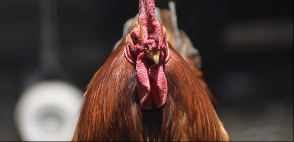 Tras la gripe aviar, los pollos argentinos vuelven al mercado británico 