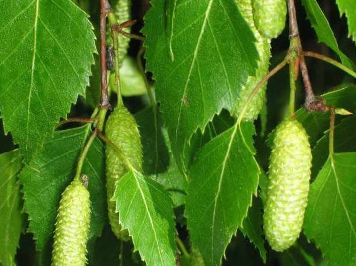 Hojas del Abedul del Himalaya, árbol mágico y medicinal.