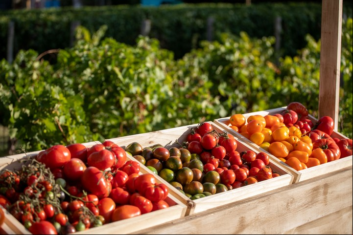 El tomate es uno de los alimentos que más se planta en las huertas caseras. Foto: Gentileza Casa Vigil