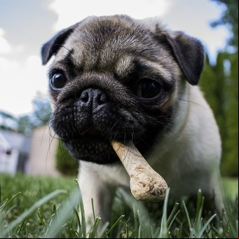 ¿Los perros pueden comer coco?: la explicación de los expertos veterinarios
